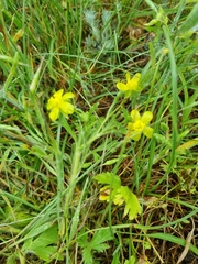 Ranunculus oxyspermus