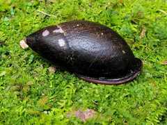 Mirinaba cadeadensis