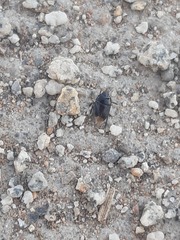 Melanaethus spinolae