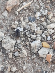 Melanaethus spinolae