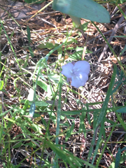 Calochortus nudus