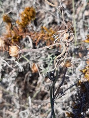 Convolvulus chilensis