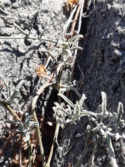 Convolvulus chilensis