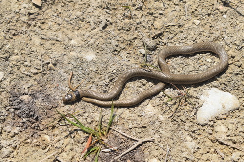 Photo of a Collared Dwarf Snake (Eirenis collaris)