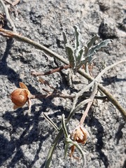 Convolvulus chilensis