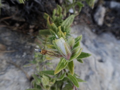 Podonosma orientalis