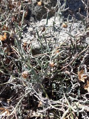 Convolvulus chilensis