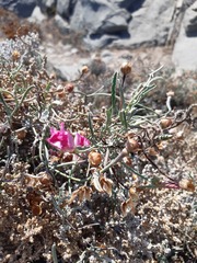 Convolvulus chilensis