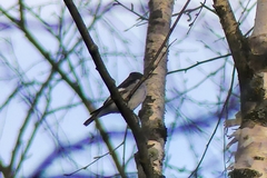 Ficedula hypoleuca
