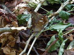 Euthalia aconthea gurda