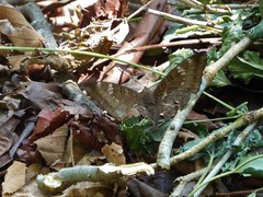 Euthalia aconthea gurda