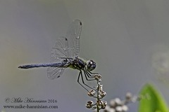 Celithemis verna