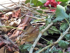 Euthalia aconthea gurda