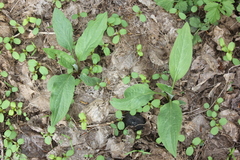 Cynoglossum officinale