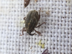 Trichosirocalus troglodytes