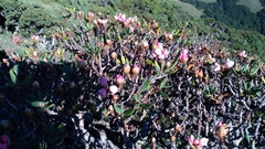 Rhododendron pseudochrysanthum