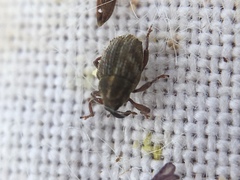 Trichosirocalus troglodytes