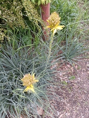 Asphodeline