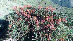 Rhododendron pseudochrysanthum