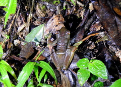 Zhangixalus prominanus