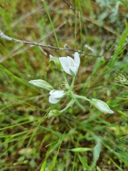 Ornithogalum orthophyllum