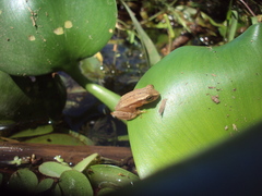 Dendropsophus nanus