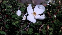 Rosa sericea morrisonensis