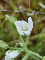 Ornithogalum orthophyllum