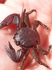 Petrolisthes tuberculosus