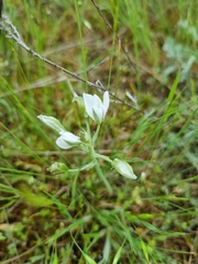 Ornithogalum orthophyllum
