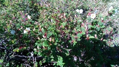 Rosa sericea morrisonensis