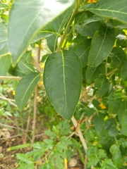 Magnoliopsida