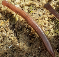 Aniulus