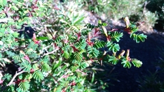 Rosa sericea morrisonensis