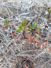 Plumbago caerulea