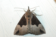 Hypena bijugalis
