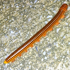 Thyropygus allevatus