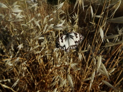 Melanargia titea