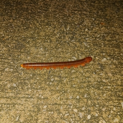 Thyropygus allevatus