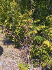 Acer rubrum image