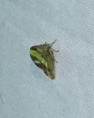 Smilia camelus