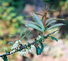 Agarista salicifolia