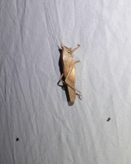 Pyrgocorypha uncinata