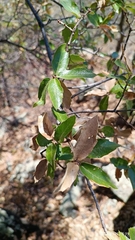 Quercus eduardii