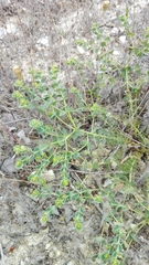 Euphorbia transtagana
