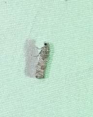 Retinia gemistrigulana