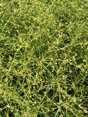 Juncus diffusissimus