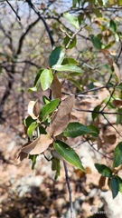 Quercus eduardii