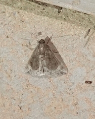 Hypena abalienalis