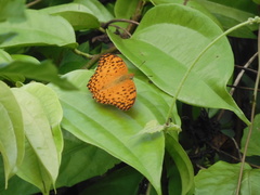 Phalanta phalantha phalantha